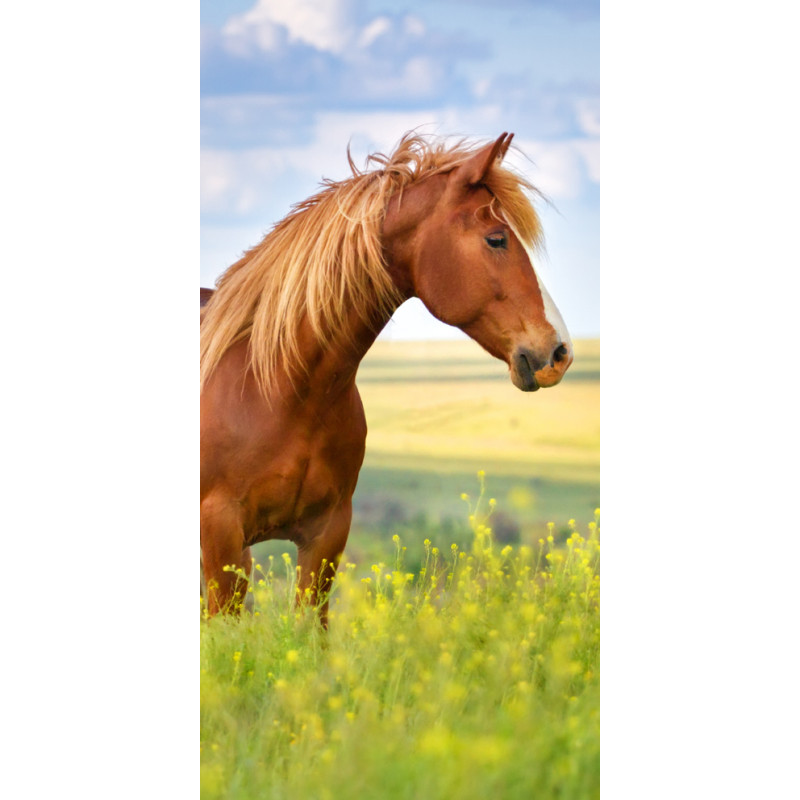 Osuška Kôň hnedák