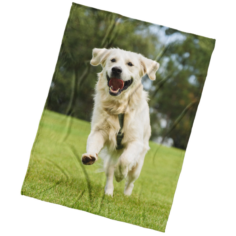 Deka Pes Zlatý Retriever