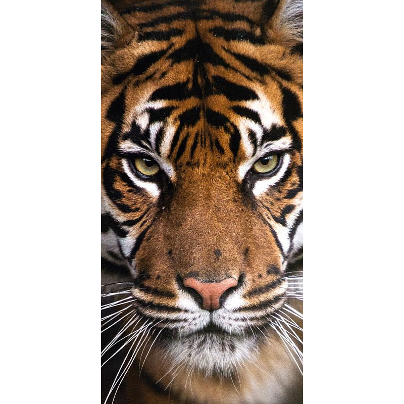Osuška Tiger